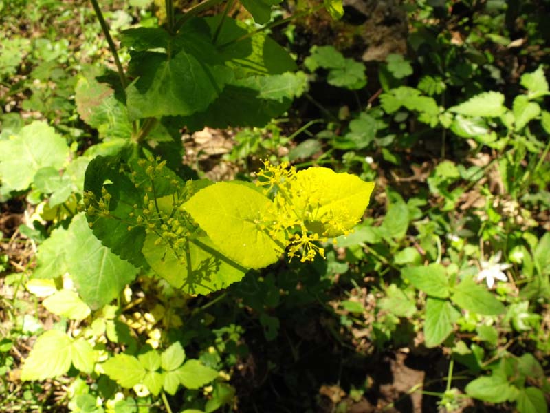 Smyrnium perfoliatum subsp. perfoliatum